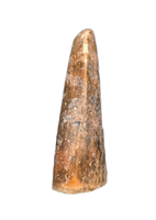 Theropod Tooth from the Mid Jurassic, Madagascar