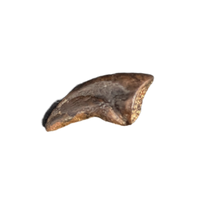 Theropod Claw, Hell Creek Formation