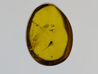 Insects in Amber from the Dominican Republic, 25 Million Years Old