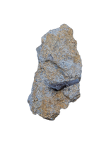 Partial Tyrannosaur Tooth, Two Medicine Formation.