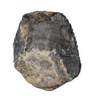 Iguanodon Tooth, England, Early Cretaceous
