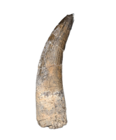 Suchomimus Tooth with Some Visible Serrations
