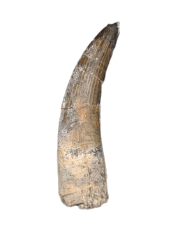 Suchomimus Tooth with Some Visible Serrations