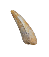 Raptor Pre-Max Tooth from the Hell Creek Formation