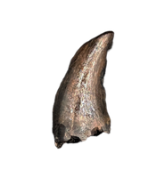Dromaeosaur (Raptor) Tooth from the Hell Creek Formation