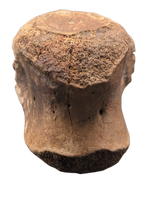 Edmontosaurus Vertebra
