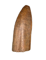 Titanosaur (Dzharatitanis?) Tooth, Bissekty Formation, Uzbekistan