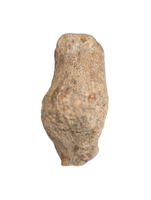 Sauropod Fused End of Tail Vertebra