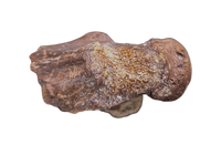 Pterosaur Azhdarchidae (Quetzacoatlus?) Vertebra