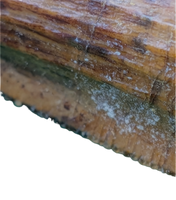 Spinosaurus Pre Max Tooth with Serrations.
