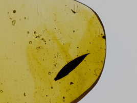 Amber with a leaf from Burma. Middle Cretaceous, 99 Million Years Old