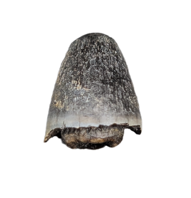 Deinosuchus (Crocodile) Tooth from Texas
