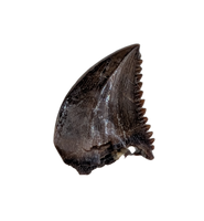 Troodon Tooth from the Hell Creek Formation