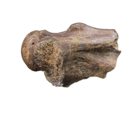 Pterosaur Azhdarchidae (Quetzacoatlus?) Vertebra