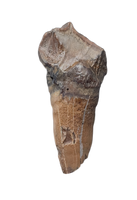 Huge Leptoceratops Tooth from the Hell Creek Formation