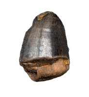 Tyrannosaurus Rex Tooth