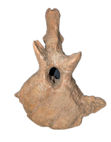 Triceratops Vertebra