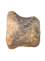 Sauropod (Long Neck) Tail Vertebra, El Mers III Formation