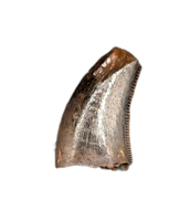 Nanotyrannus Tooth