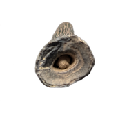 Mosasaur Tooth, Late Cretaceous of North Carolina