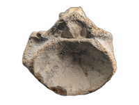 Mosasaur (Tylosaurus?) Vertebra, Cretaceous of Texas