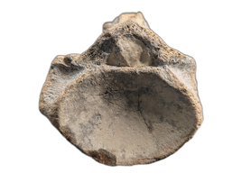 Mosasaur (Tylosaurus?) Vertebra, Cretaceous of Texas