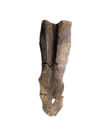 Pterosaur Azhdarchidae (Infernodrakon?) Vertebra