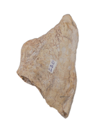 Metoposaur Skull Armor Section