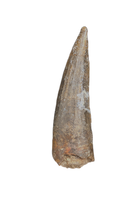 Suchomimus Tooth with Visible Serrations