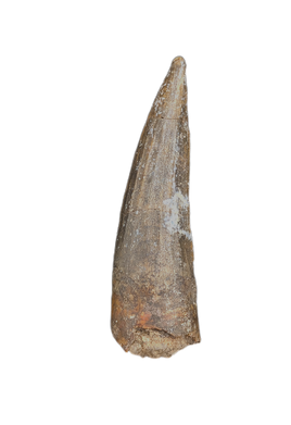 Suchomimus Tooth with Visible Serrations