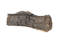 Diplodocus Caudal Vertebra