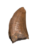 Tyrannosaurus Rex Tooth