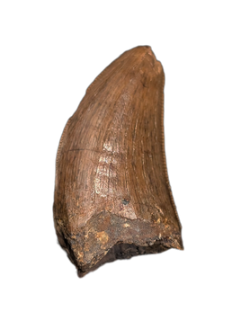 Tyrannosaurus Rex Tooth