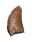 Tyrannosaurus Rex Tooth