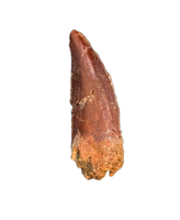 Unknown Theropod Tooth, Bissekty Formation, Uzbekistan