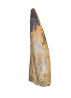 Huge Spinosaurus Tooth