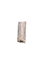 Dimetrodon Sail Spine Section, Permian