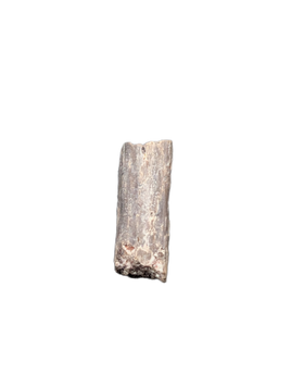 Dimetrodon Sail Spine Section, Permian