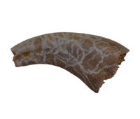 Theropod Dinosaur Hand Claw, Kem Kem
