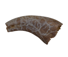 Theropod Dinosaur Hand Claw, Kem Kem