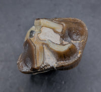 Titanothere(Megacerops) Tooth,  Brule Formation