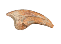 Troodon Foot Claw, Hell Creek Formation