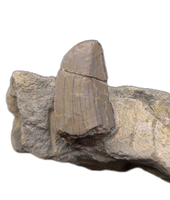 Allosaurus Tooth,  Morrison Formation