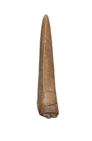 Nanotyrannus Tooth,  Hell Creek Formation