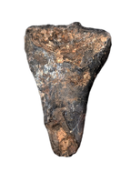 Large Rooted Ouranosaurus Tooth