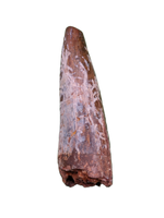 Large Phytosaur Tooth, Bull Canyon Formation