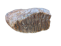 Woolly Mammoth Tooth, Europe