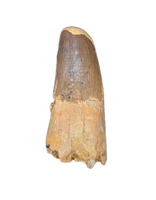 Spinosaurus Tooth