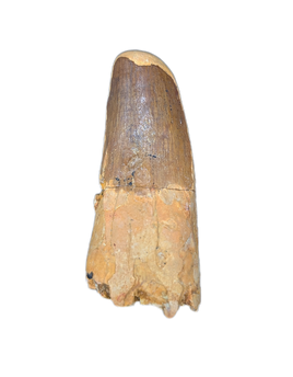 Spinosaurus Tooth