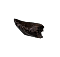 Troodon Tooth, Hell Creek Formation